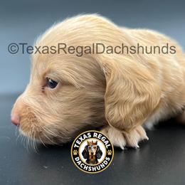 Vincent - Red male Dachshund puppy in Houston, Texas from Texas Regal Dachshunds LLC