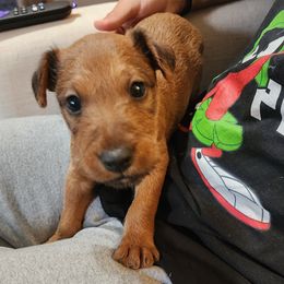 Irish Terrier puppies from Jackman's Puppies