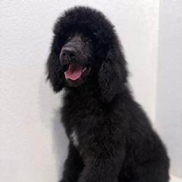 Annalise Keating - Black female Goldendoodle puppy in Houston, Texas from Were The Mack'Doodles