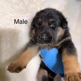 Boy 1 - Black and tan male German Shepherd puppy in Hollis Center, Maine from Noble German Shepherds of Maine