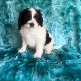 Puppy cakes - Black and white male Cavapoo puppy in Knoxville, Tennessee from Rocky Top Cavapoos