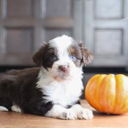Belgrade - Red tri-color male Aussiedoodle puppy in Hamilton, Montana from North Lake Aussies
