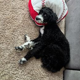 Aussiedoodle All Grown Up from Iron Doodles