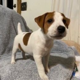 Chandler - Tan and white male Jack Russell Terrier puppy in Melbourne, Florida from Rustling Oaks Jack Russell Terrier’s