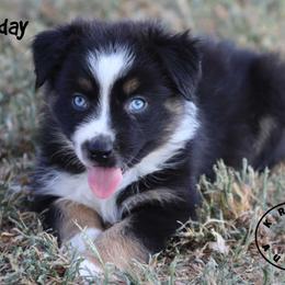 Sunday - Black tri male Miniature Australian Shepherd puppy in Garden Plain, Kansas from Krazy K Aussies
