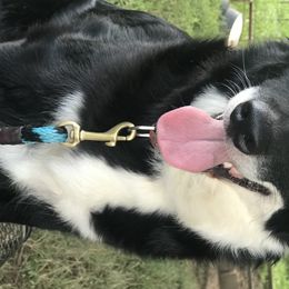 Daine - Australian Shepherd