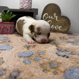 Cookie - Merle female Chihuahua puppy in Greenup, Kentucky from KB Chihuahuas