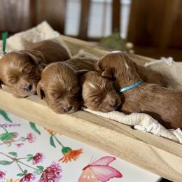 Cavapoo puppies from Cavish's Missouri Cavaliers, Cavapoos, and Miniature Poodles