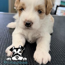 Red parti - Parti male Miniature Schnauzer puppy in Kaufman, Texas from KK’s Krazy Kennels