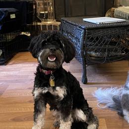 Aussiedoodles from I Love Lucy's Doodles