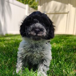 Cow - Parti male Poodle puppy in Mapleton, Utah from Caboodles Of Poodles