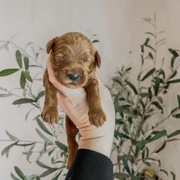 Peter Piper (Our Mother Goose Nursery Rhyme litter) - Red  male Goldendoodle puppy in Hopkins County, Texas from Boutique Doodles