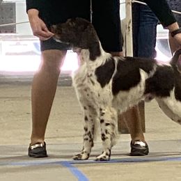 Ch tracker - Brittany