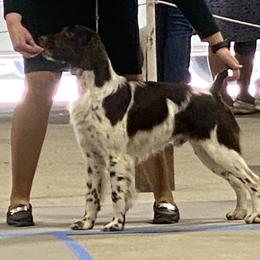 Ch tracker - Brittany