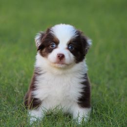 Australian Shepherd Puppies from KangaRoos Little Aussies