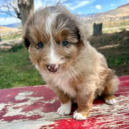 Vegas - Red merle male Australian Shepherd puppy in Preston, Idaho from KC Bar Ranch Aussies
