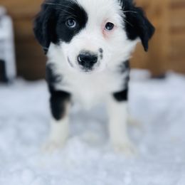 Dottie - Black tri female Miniature Australian Shepherd puppy in Cumberland, Wisconsin from Homestead Doxies & Shepherds LLC