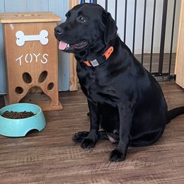 Echo - Labrador Retriever