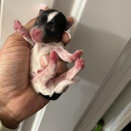 Boy 1 - Parti male Yorkshire Terrier puppy in Richland County, South Carolina from Nesha's Pawrific Tails
