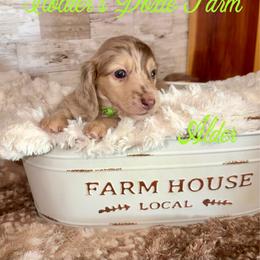 Alder - Dapple male Dachshund puppy in Atwood, Oklahoma from Holder’s Doxie Farm