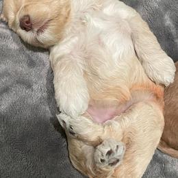 Australian Labradoodles from Southern Magnolia Labradoodles
