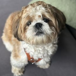 Leo - Shih Tzu