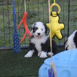 Old English Sheepdog Puppies from Roland Hills Farm