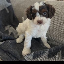 Merry - Tri-color female Cavapoo puppy in Bozrah, Connecticut from Cedar Creek Farm