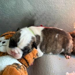 Moaning Myrtle - Green Collar - Fawn brindle and white female Bulldog puppy in Krum, Texas from K & K Little Blessings