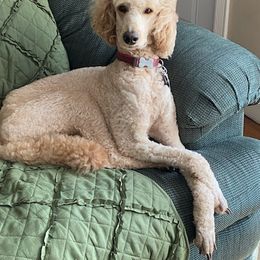 Poodle All Grown Up from Happy Standard Poodles