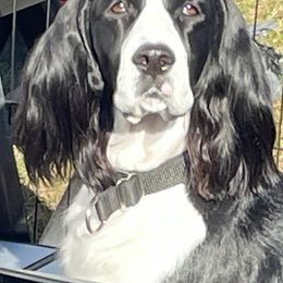 English Springer Spaniel puppies from Valentine’s English Springers