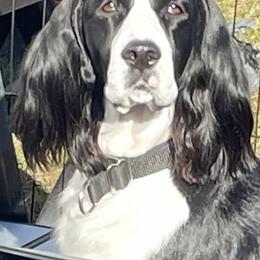 English Springer Spaniel puppies from Valentine’s English Springers