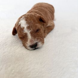 Goldendoodle and Maltipoo Puppies from Pnwfamilydoodles