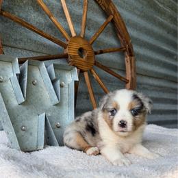 Bluey - Blue merle female Miniature Australian Shepherd puppy in Checotah, Oklahoma from Wild Outlaw Aussies