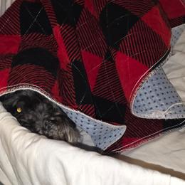 Pending - Liver female Miniature Schnauzer puppy in Crestview, Florida from Dees Schnauzers