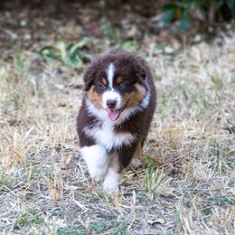 Australian Shepherd Puppies from Dream E River Ranch