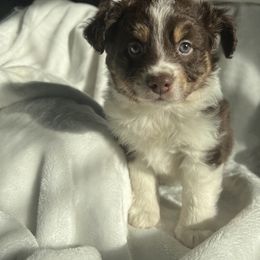Miniature Australian Shepherd Puppies from Amberwood DD Aussies