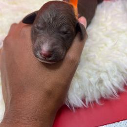 Orange - Chocolate male Labradoodle puppy in Ellenwood, Georgia from Four Paws Down