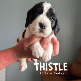 Thistle - Black and white female English Springer Spaniel puppy in Tupalo, Mississippi from Butterfield Trail Farm