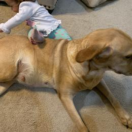 Skipper - Labrador Retriever