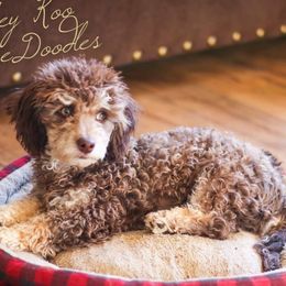 Whiskey - Poodle
