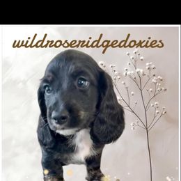 Obsidian - Black and cream male Dachshund puppy in Alexander, North Dakota from Wild Rose Ridge Doxies