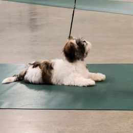 Layla - Lhasa Apso