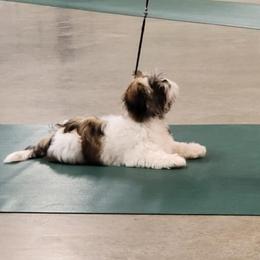 Layla - Lhasa Apso