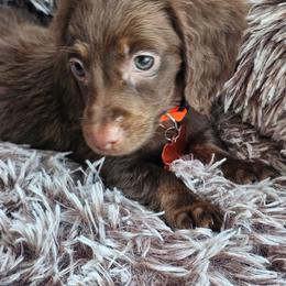Chaco taco - Brindle male Dachshund puppy in Colorado Springs, Colorado from Royal Purple Doxies