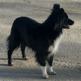 Pistol - Miniature American Shepherd