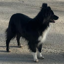 Pistol - Miniature American Shepherd