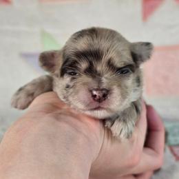 Piglet - Chocolate and white male Chihuahua puppy in West New York, New Jersey from Pixie’s Magical Puppies