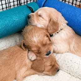 Goldendoodle Puppies from CharLia's Holistic English Cream Golden Retrievers & Doodles