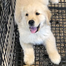 Golden Retriever Puppies from OPK GOLDENS